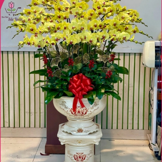 Lan Hồ Điệp1