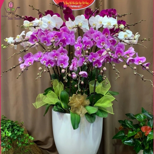 Lan Hồ Điệp3