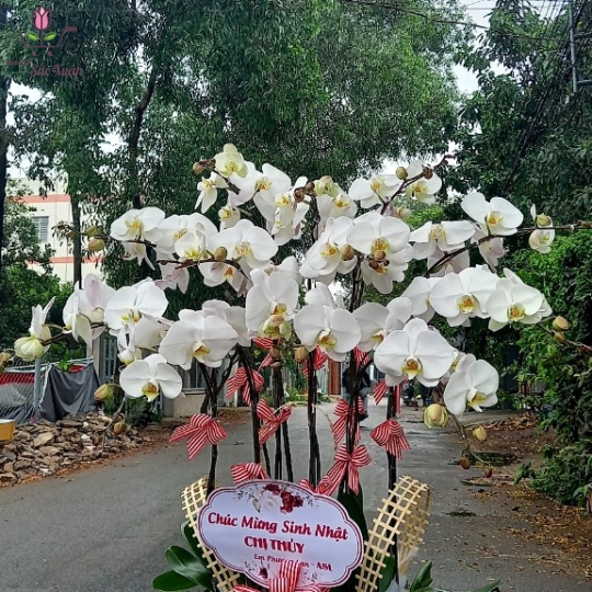 Lan Hồ Điệp 7